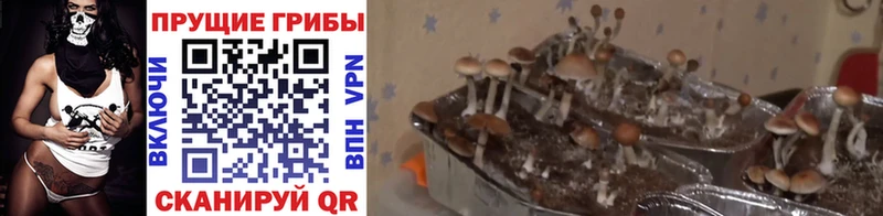 Галлюциногенные грибы Cubensis Мичуринск
